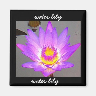 Water Lily Purple - Border Magnet