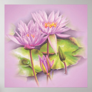 Water lily purple flowers poster