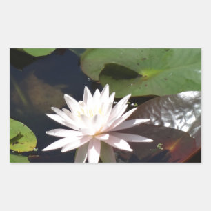 Water Lily Rectangular Sticker
