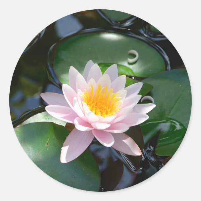 water lily round Sticker (Front)