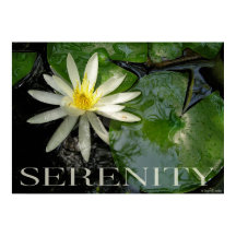 Water Lily Serenity Inspirational Poster