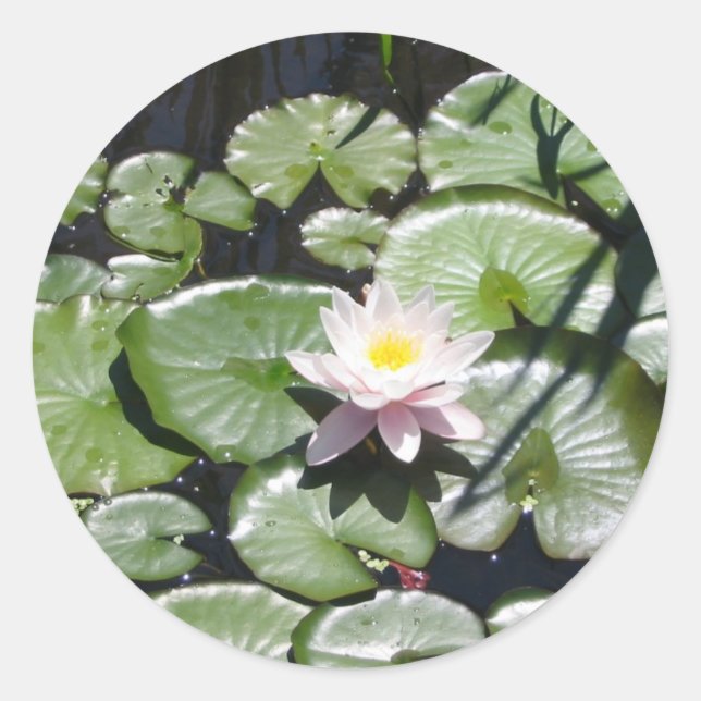 Water lily series classic round sticker (Front)