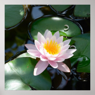 water lily square Poster