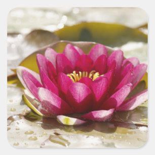 Water lily square sticker