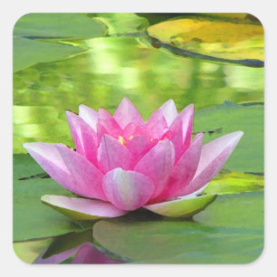Water Lily Square Sticker