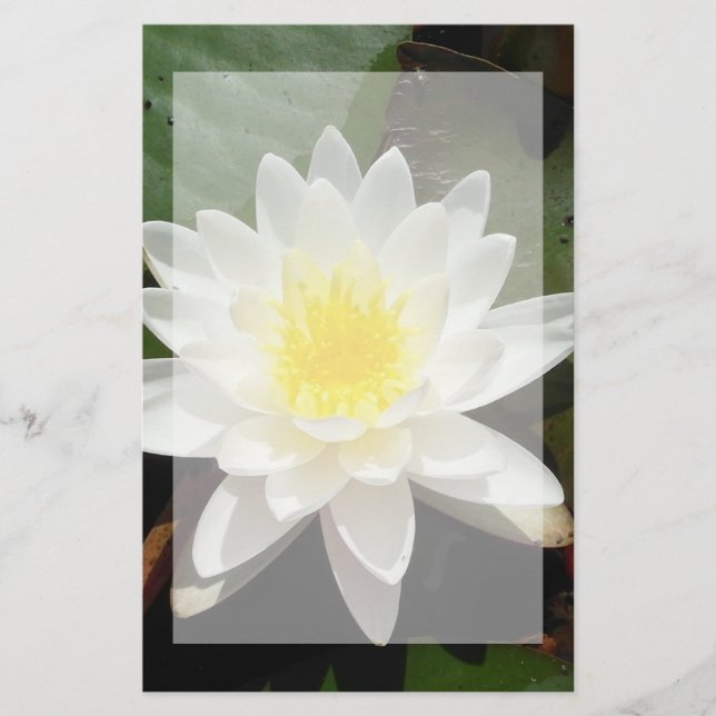 Water Lily Stationery (Front)