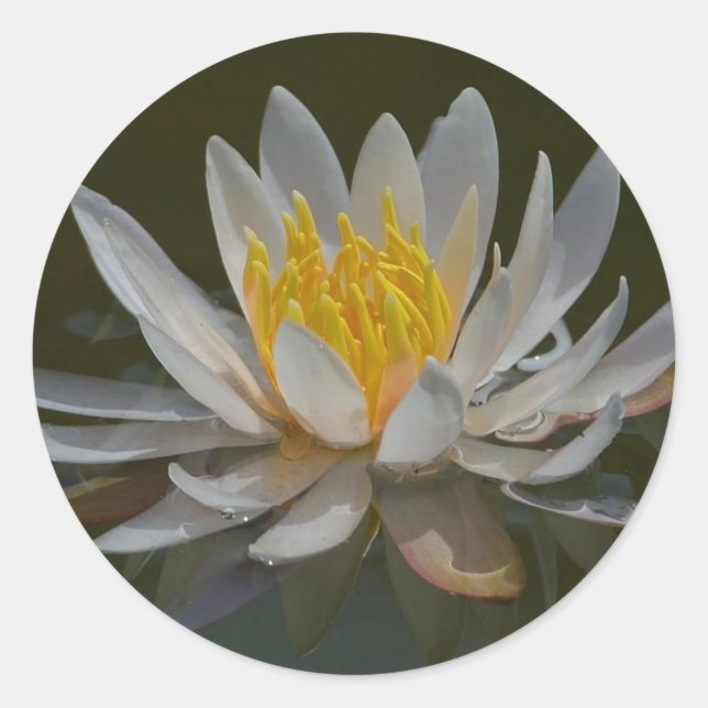 Water Lily Sticker (Front)