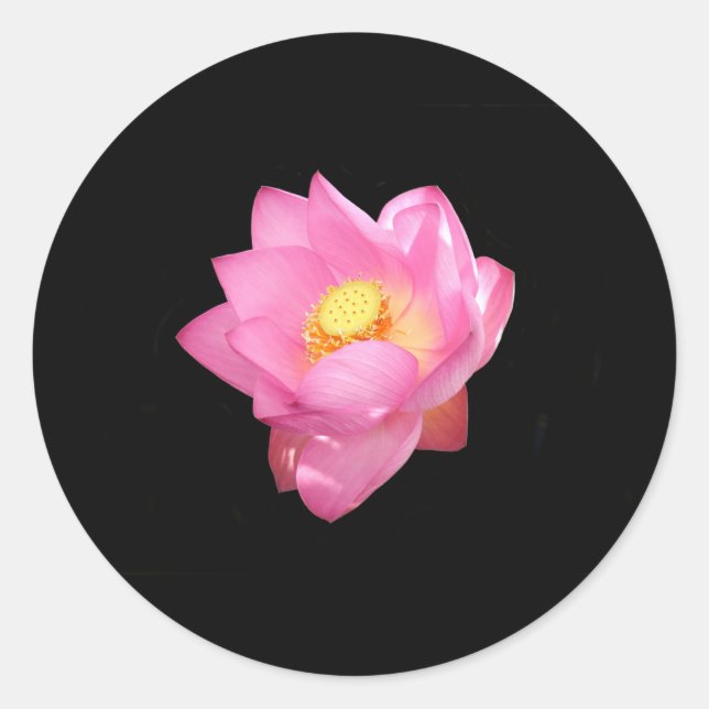 Water Lily Stickers (Front)