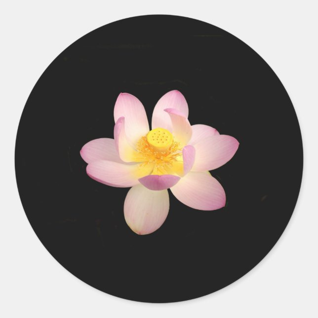 Water Lily Stickers (Front)