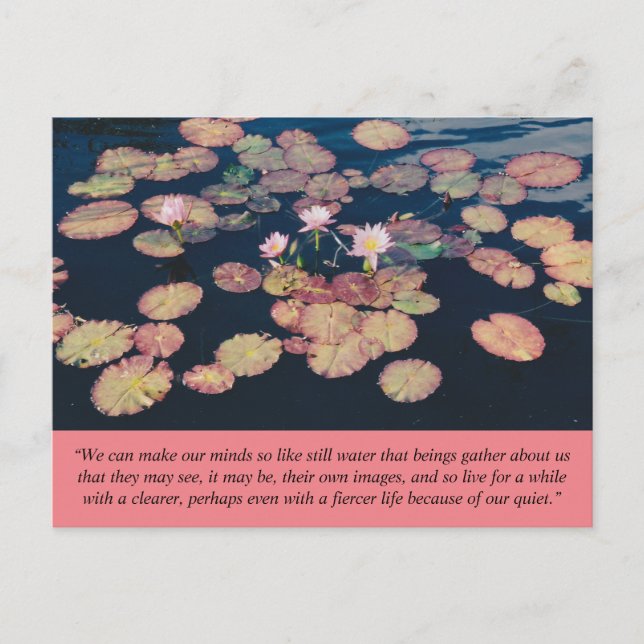 Water Lily Stillness Postcard (Front)