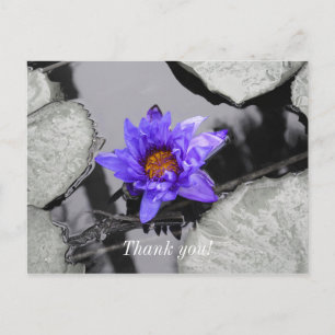 Water Lily Thank You Postcard