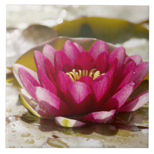 Water lily tile