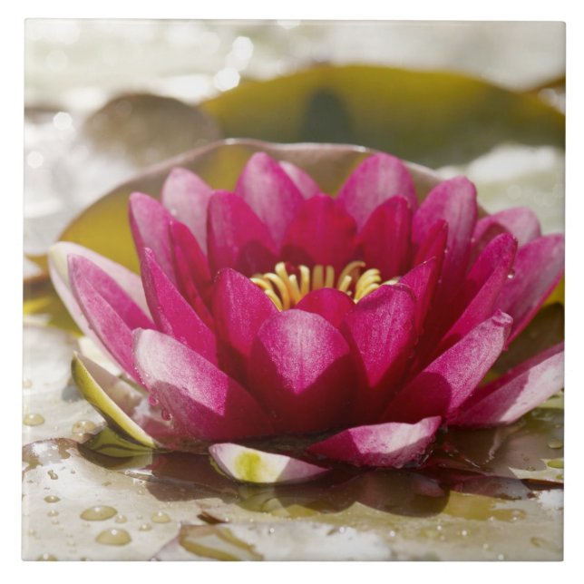 Water lily tile (Front)