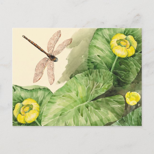 water-lily watercolor postcard (Front)