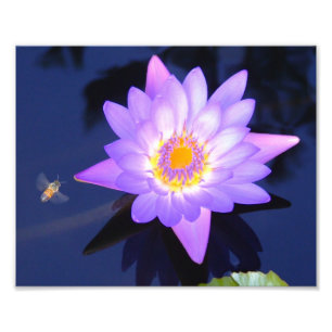 Water Lily with Bee 10" x 8" Photo Print
