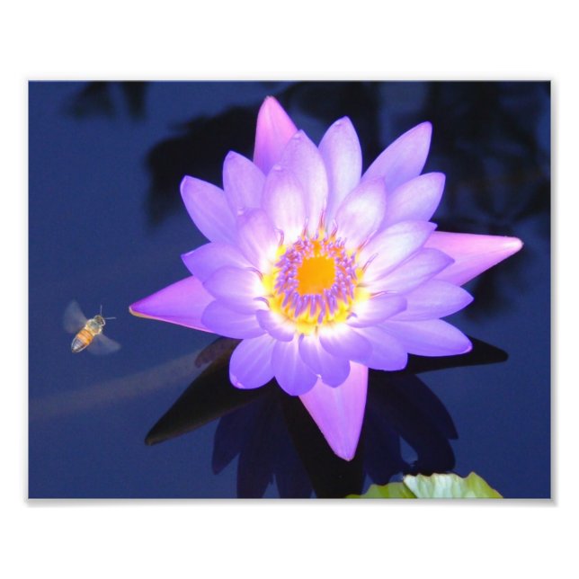 Water Lily with Bee 10" x 8" Photo Print (Front)