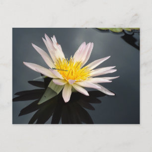 Water Lily with Dragonfly Postcard