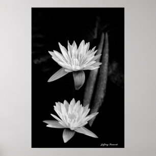 Water Lily's Poster