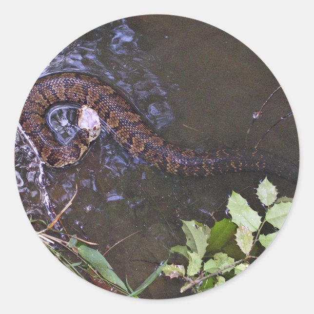 Water moccasin, cottonmouth, Agkistrodon piscivoru Classic Round Sticker (Front)