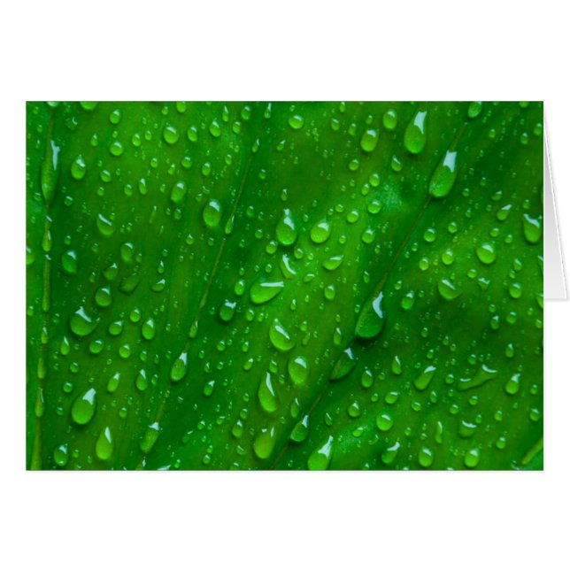 Water on a Leaf (Front Horizontal)