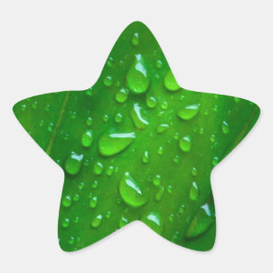 Water on a Leaf Star Sticker