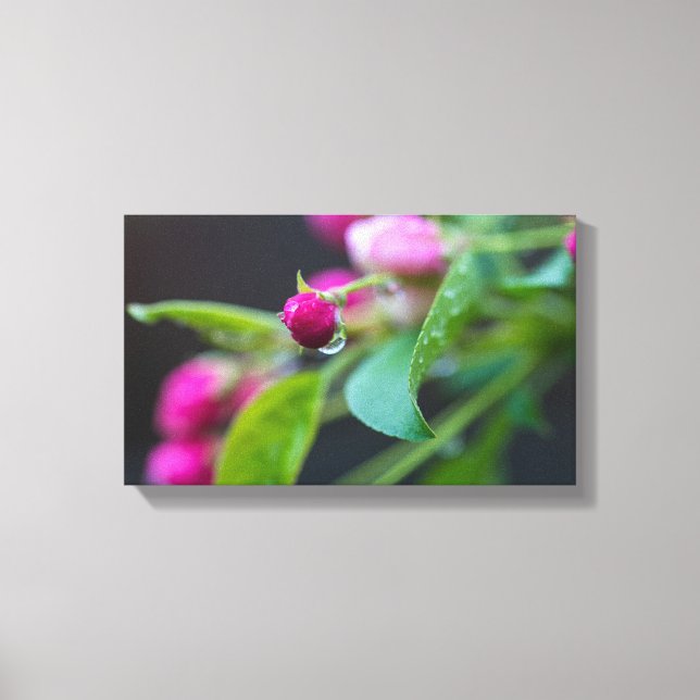 Water On Crabapple Bud Canvas Print (Front)