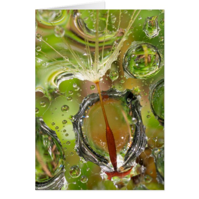 Water on dandelion seed, CA (Front)