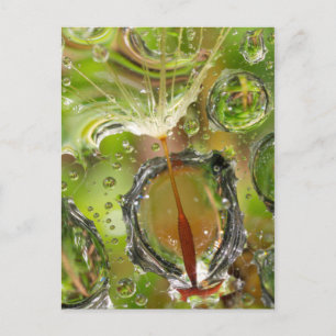 Water on dandelion seed, CA Postcard