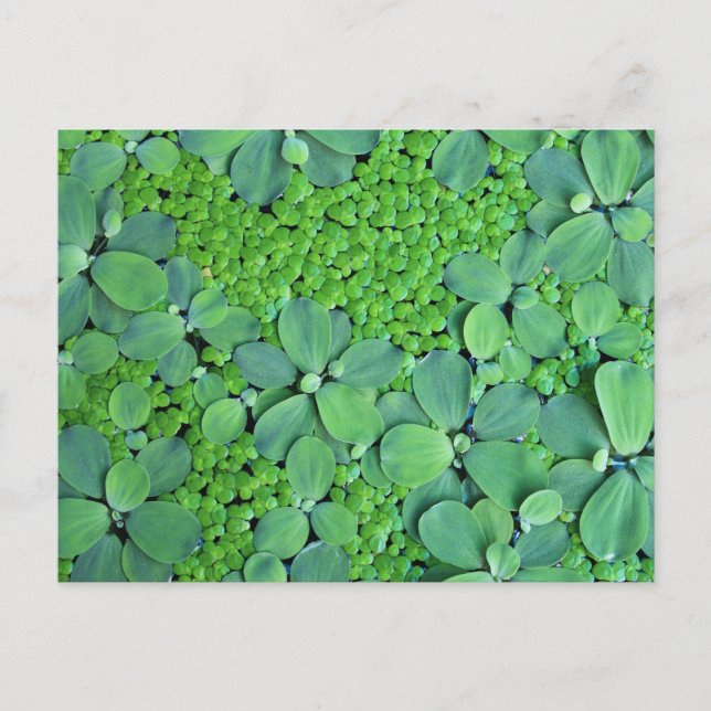 Water plant postcard (Front)