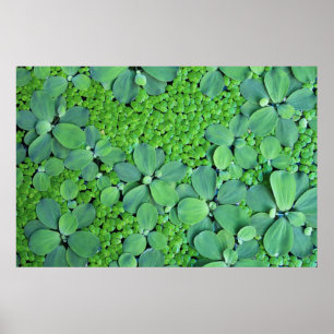 Water plant poster