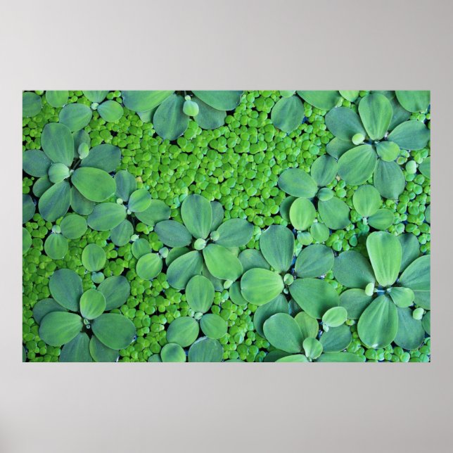 Water plant poster (Front)