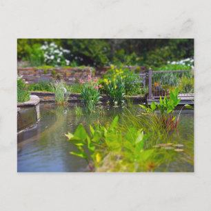 Water Plants in Pond Powell Gardens, Kansas City Postcard