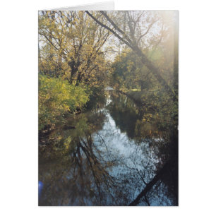 Water Reflecting Trees
