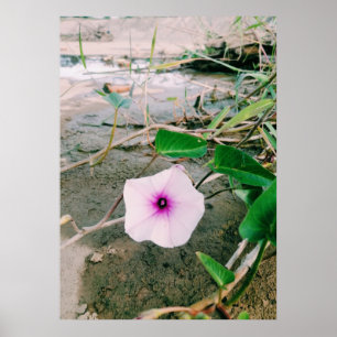 Water Spinach Flower In The Dam Poster