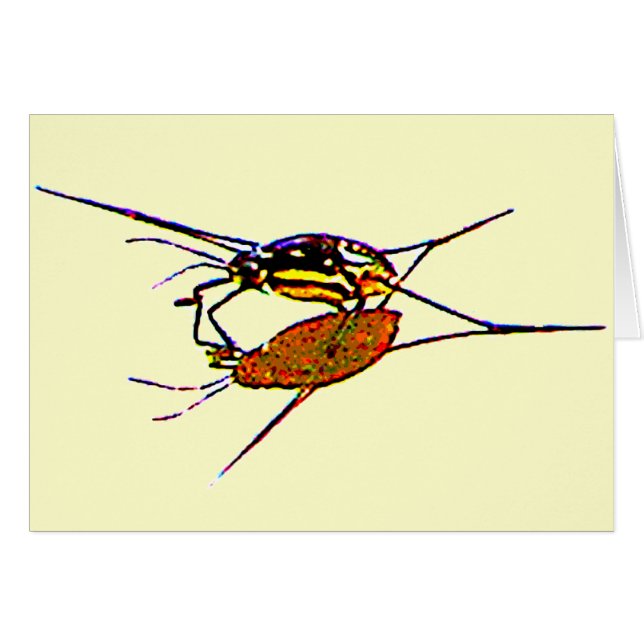 Water Strider (Front Horizontal)