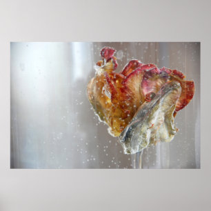 Water Tulip 1 2013 photograph Poster