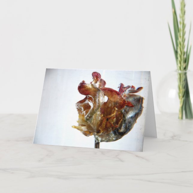 Water Tulip 4 2013 photograph Card (Front)