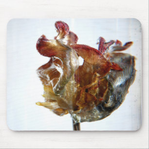 Water Tulip 4 2013 photograph Mouse Mat