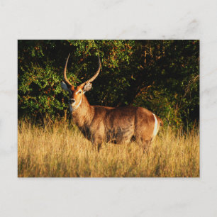 Waterbuck - safari greeting cards