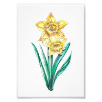 Watercolor and Pen Daffodils