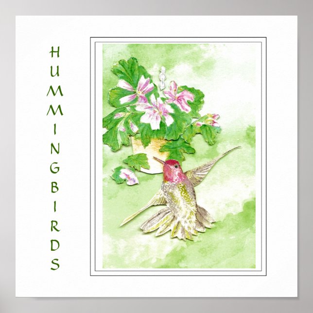 Watercolor  Anna's Hummingbird -Bird  Print (Front)