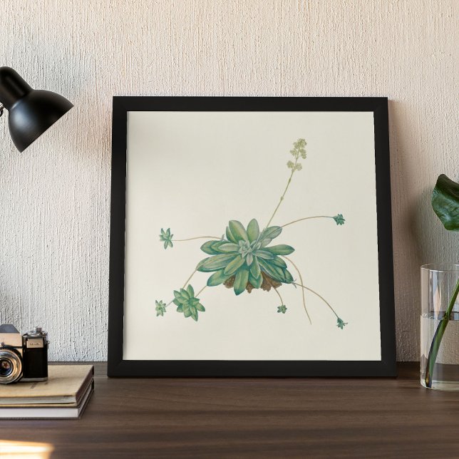 Watercolor Antique Botanical Print Poster (Watercolor Antique Botanical Print Poster)