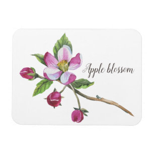Watercolor Apple Blossom Botanical Magnet