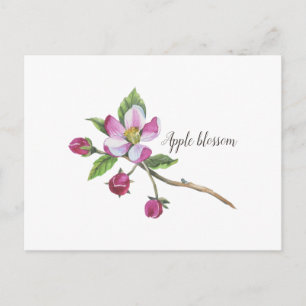 Watercolor Apple Blossom Botanical Postcard