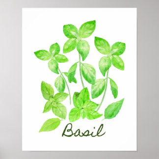 Watercolor Basil Illustration Poster