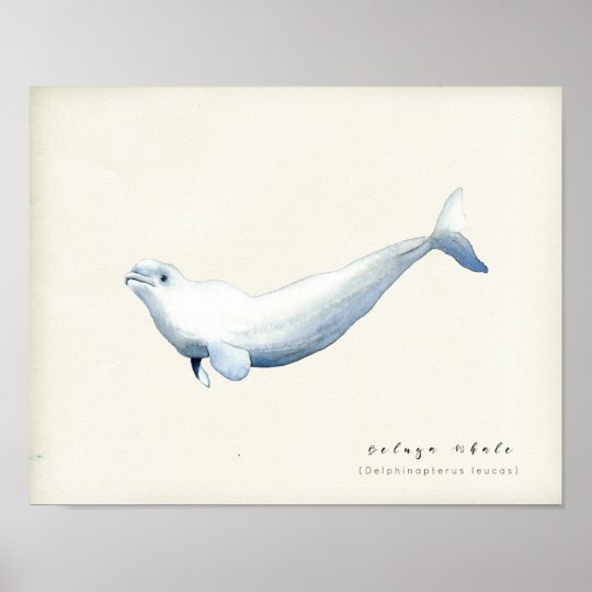 Watercolor Beluga Whale Poster Uk