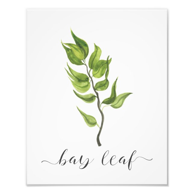 Watercolor Botanical Herb Print Bay Leaf (Front)