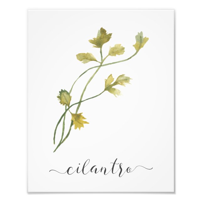 Watercolor Botanical Herb Print Cilantro (Front)