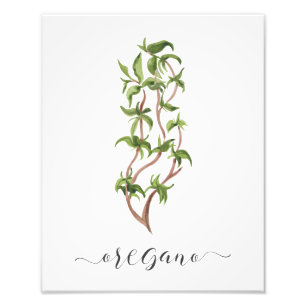 Watercolor Botanical Herb Print Oregano
