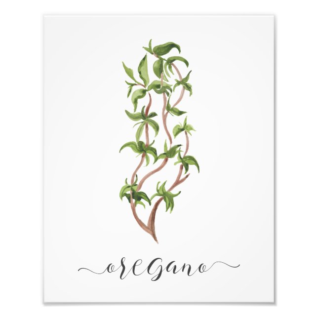 Watercolor Botanical Herb Print Oregano (Front)